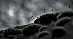 Wee Mossy Landscape