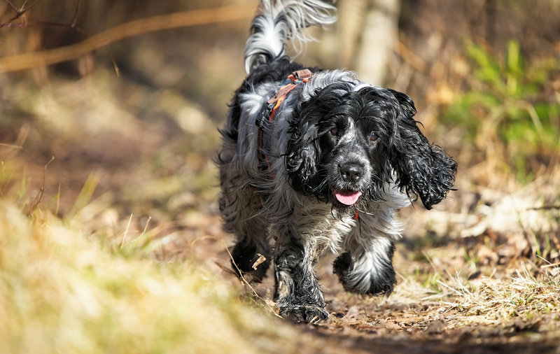 Der English Cocker Spaniel auf seiner Runde :))  The English Cocker Spaniel on his rounds :))  Le Cocker Anglais en tournée :))