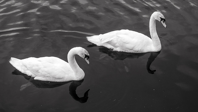 Two Mute Swans