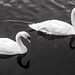 Two Mute Swans