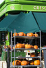 IMG 2375-001-Halloween Approaches