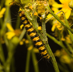 IMG 0495 Cinnabar Moth-1