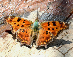 Eastern Comma-St. Bruno_1000030582