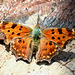 Eastern Comma-St. Bruno_1000030582