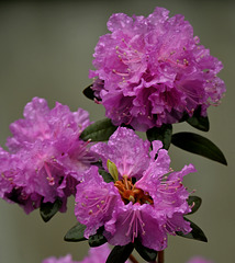 Azalea garden 20250510 210439 Azalea garden 20250510 210439