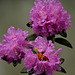 Azalea garden 20250510 210439