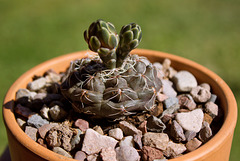 Dwarf Chin Cactus (Gymnocalycium baldianum)