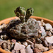Dwarf Chin Cactus (Gymnocalycium baldianum)