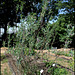 Solanum glaucophyllum (2)
