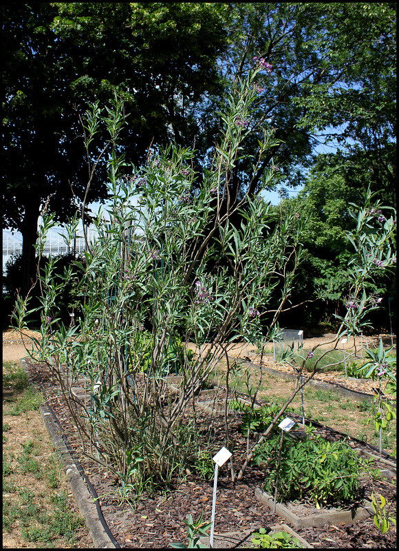 Solanum glaucophyllum (2)