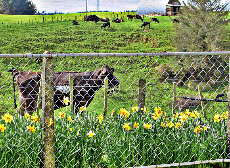 Daffodil Fence.