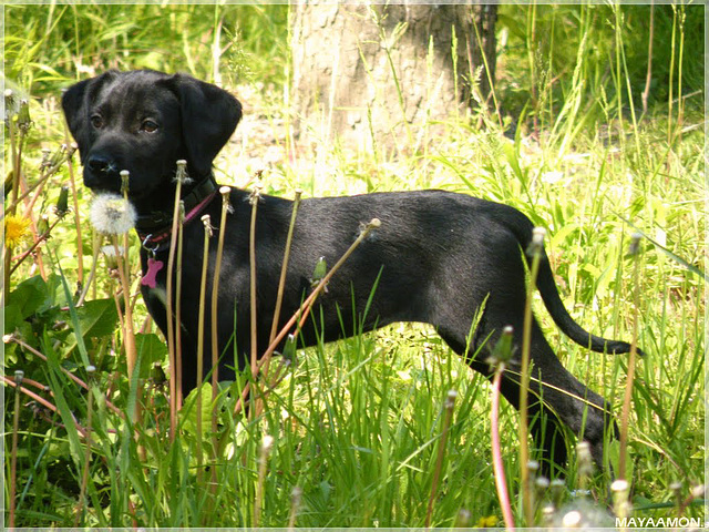 Ma chienne Fidji pour la journée mondiale du chien le 26 août