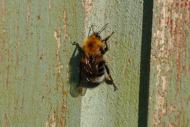 Tree Bumblebee