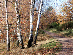 Spazierweg am Steinberger See