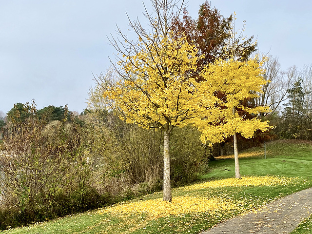 Leuchtendes Herbstgelb