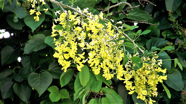 The last of the laburnum