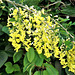 The last of the laburnum