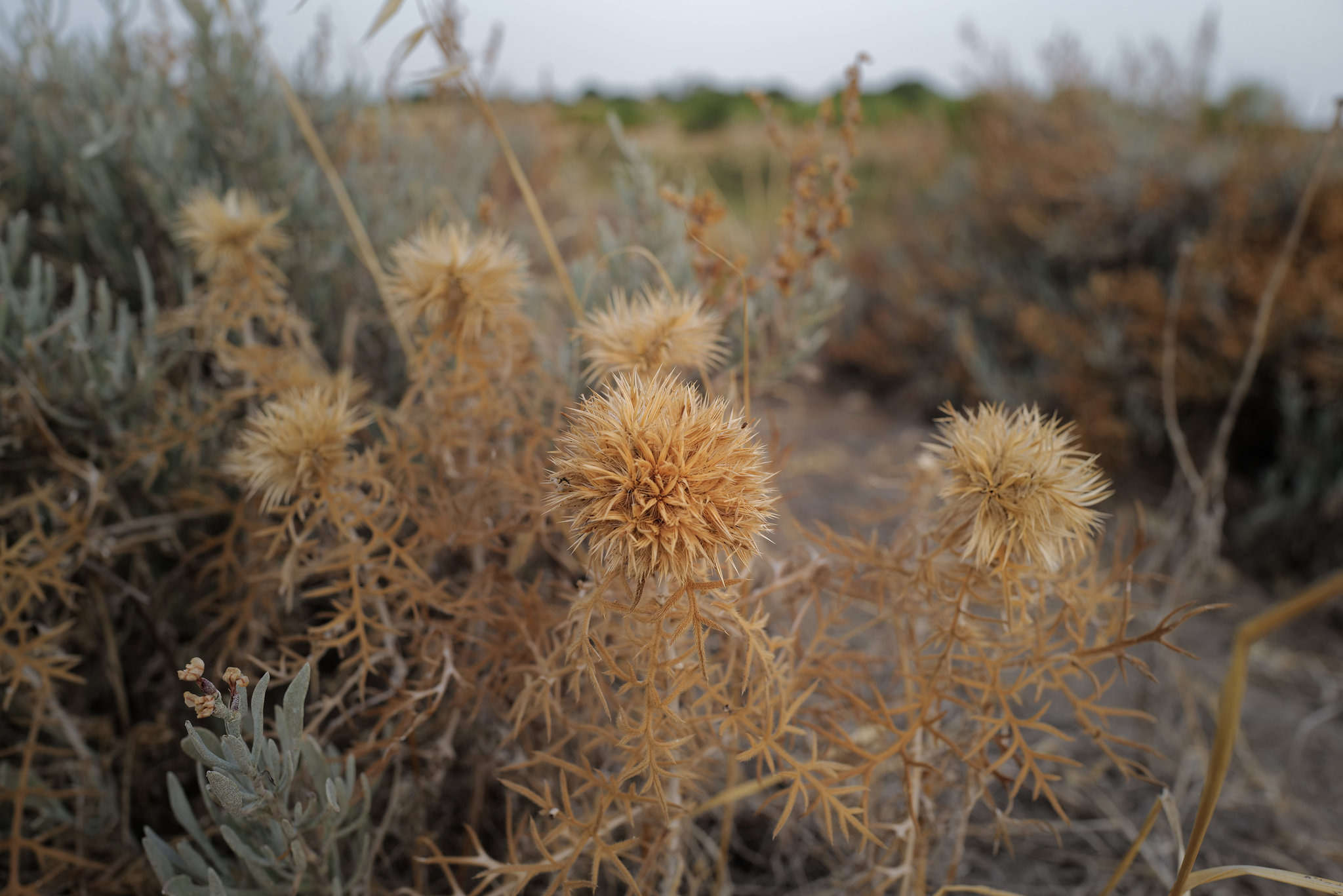 Echinops strigosus L..