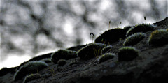 Wee Mossy Landscape