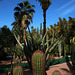 Cactus dans le jardin Majorelle .