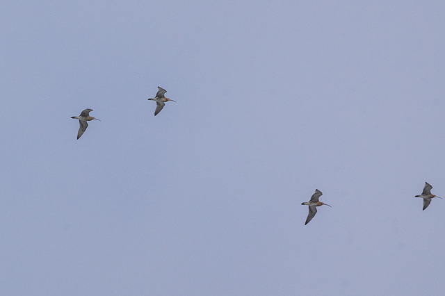 Four of the Curlew
