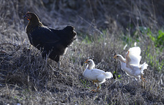 Chicken in freedom, Penedos