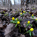 Winterlinge im Wald