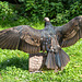 ipernity-Treffen Saarburg - Besuch des Greifvogelparks Saarburg am 12.09.2025 ipernity-Treffen Saarburg - Besuch des Greifvogelparks Saarburg am 12.09.2025