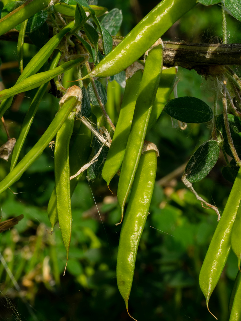 Caragana Seed Pods