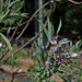 Solanum glaucophyllum (8)