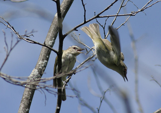 viréo aux yeux rouges / red-eye vireo