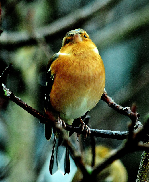 Chaffinch