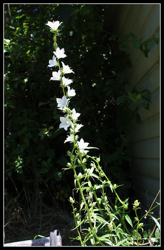 Campanula latiloba alba (1)
