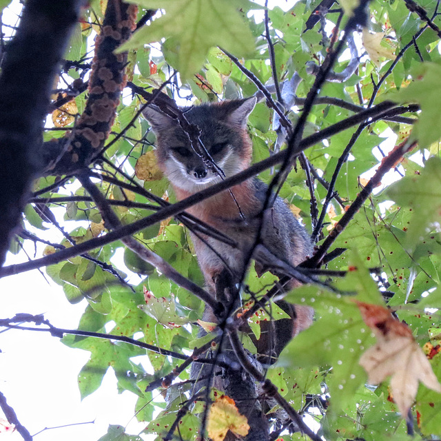 Gray fox in a tree