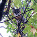Gray fox in a tree
