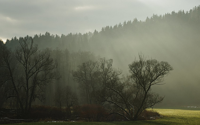 Gegenlicht, Dunst, Baumsilhouetten - das volle Programm....