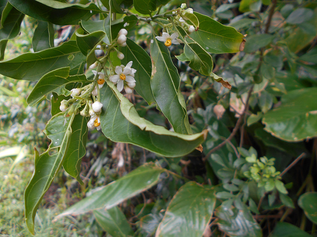 DSCN1352 - canema Solanum pseudoquina (ex-inaequale), Solanaceae