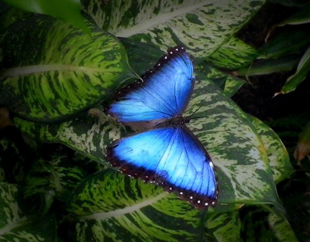 Papillon bleu -