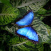 Papillon bleu -