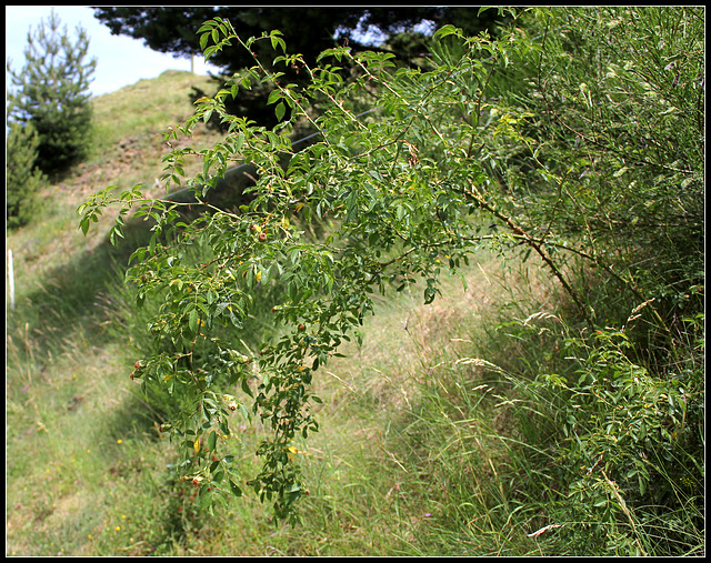 Rosa canina