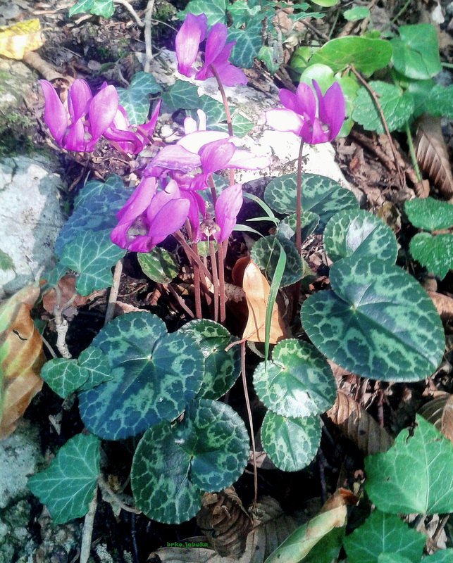 Cyclamen