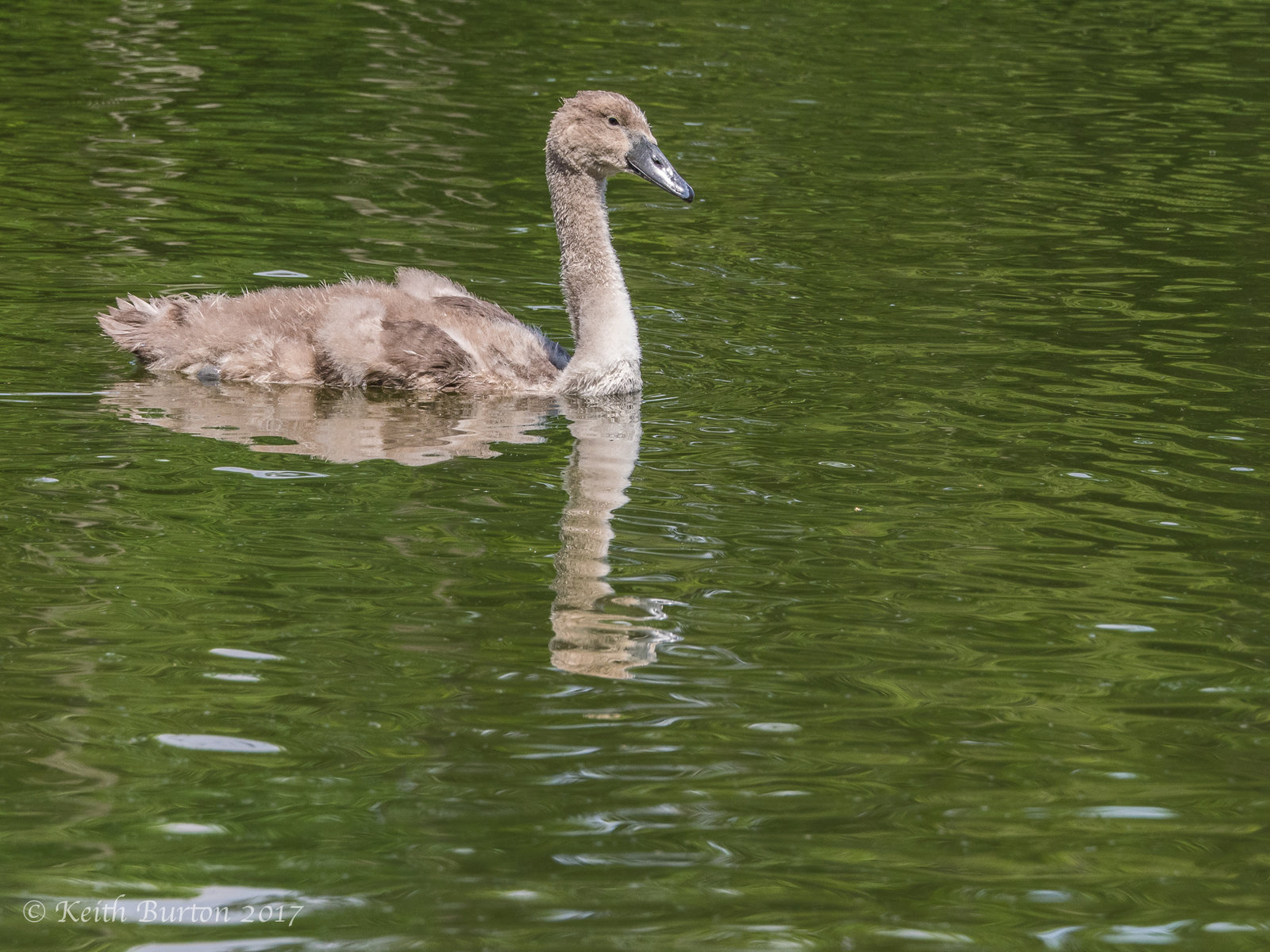 Cygnet