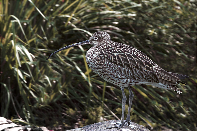 Der Große Brachvogel