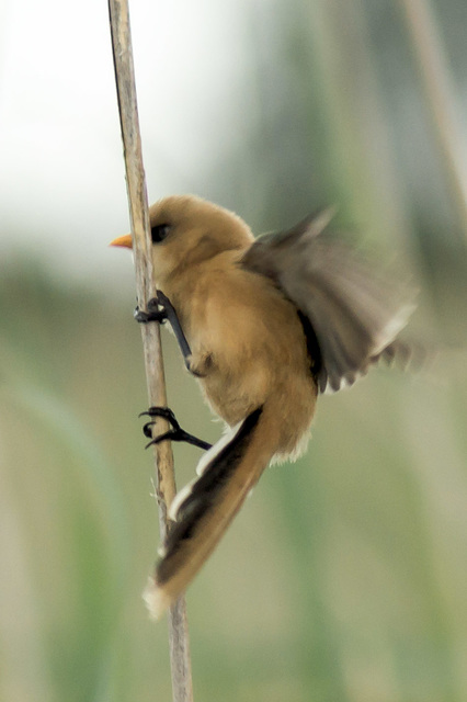 Bearded Tit