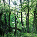 #41 - digipic - Green forest - 34̊ 0points