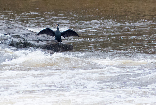 Comorant from across the weir, Chester