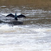 Comorant from across the weir, Chester