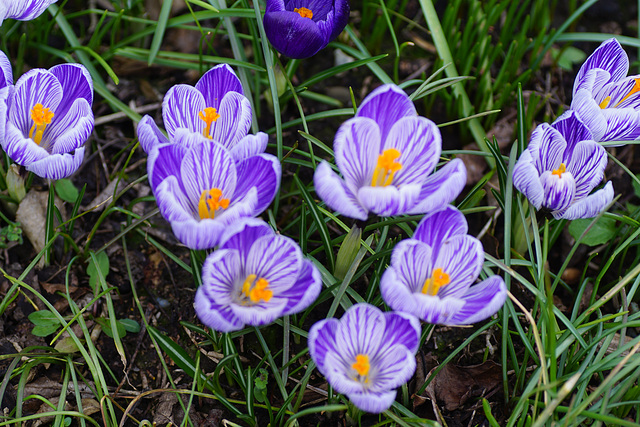 Schöne Krokusse