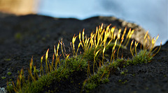 Those Wonderous Little Mossy Landscapes!!