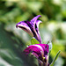 The petunias just outside my lounge window